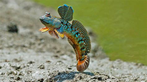 fish that can walk on land|Walking fish .